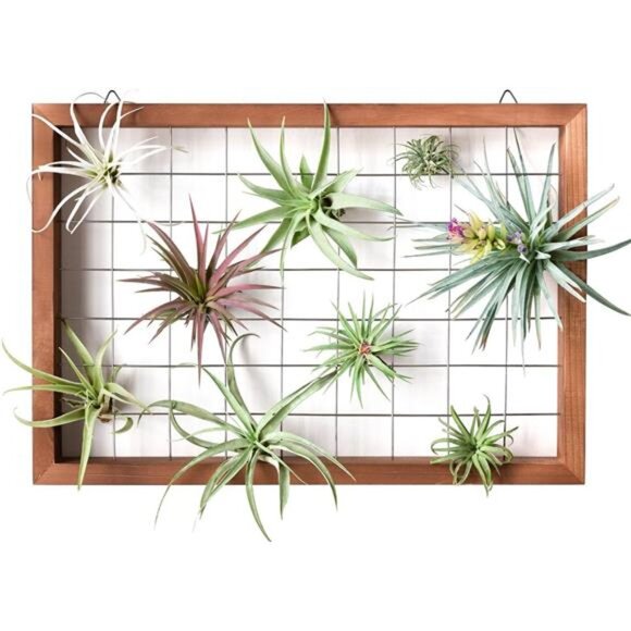 Air Plant Frame Hanging Airplant Holder Tillandsia Display Hanger Wooden Shelf - Picture 3 of 8